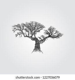 Hand Drawn Olive tree Sketch Symbol isolated on white background. Vector of Olive tree In Trendy Style. Olive elements in sketch style.