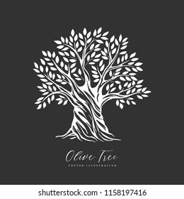 Hand drawn olive tree. Vector sketch illustration