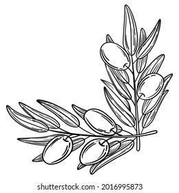 Hand drawn olive wreath, frame