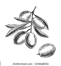 Hand drawn olives.
