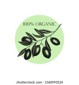 Hand drawn olives arrangement, concept or logo with olive branch and fruits for Italian, Greek cuisine design or extra virgin oil food or cosmetic product packaging wrapper. Vector illustration.