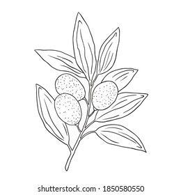 hand drawn olives design element