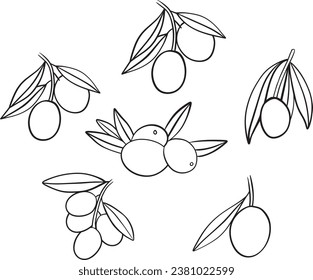 Hand drawn Olives with leaves Outline illustration Vector Art Set