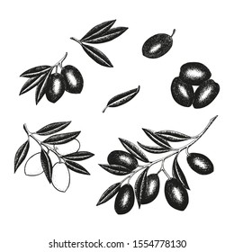 Hand drawn olives set with olive branches, leaves and fruits for Italian cuisine design, extra virgin oil food or cosmetic product packaging wrapper. Vector illustration isolated on white background.