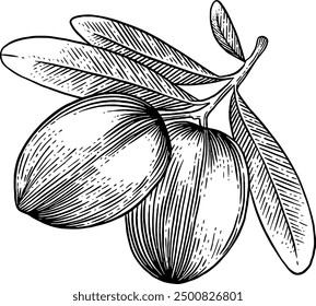 Hand drawn Olives Sketch Illustration