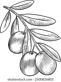 Hand drawn Olives Sketch Illustration