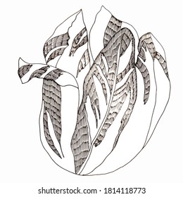 Hand Drawn One Black Line Vector Tulip Flowers Isolated on White Background. Tulip Illustration for Design Elements, Cards, Trendy Invitations, Wallpaper, Canvas, Textile Prints, Covers.