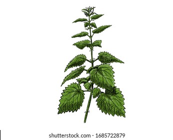 Hand drawn of one branch stingingnettle with some leaves.