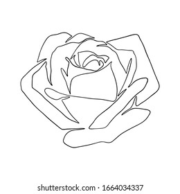 Hand drawn one line rose. Vector flower linear sketch. Botanical illustration. Outline drawing