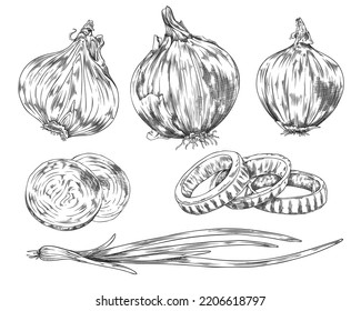 Hand drawn onion bulbs and green onion stalks, ink sketch style vector illustration isolated on white background. Onion collection edible natural plant food.