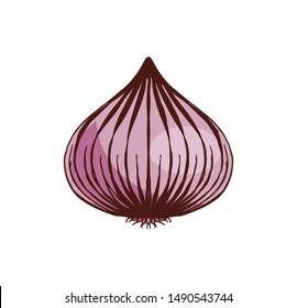hand drawn onion color vector illustration, vegetable