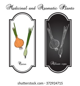 Hand drawn onion, fresh vegetables. Vector illustration 