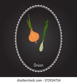 Hand drawn onion, fresh vegetables. Vector illustration 