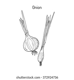 Hand drawn onion, fresh vegetables. Vector illustration 