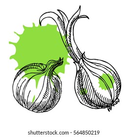 Hand drawn onion with ink splash. Can be used for vegan products, brochures, banner, restaurant menu, farmers market and organic food shop. Vector