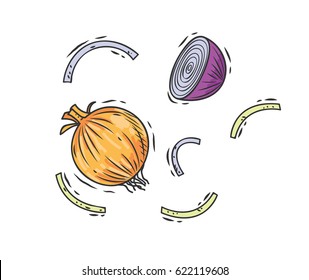 Hand drawn onion isolated on white background