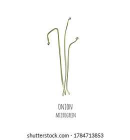 Microvegetales dibujados a mano. Ilustración vectorial en el estilo de esbozo aislado en el fondo blanco.