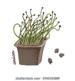 Hand drawn onion microgreens. Healthy food