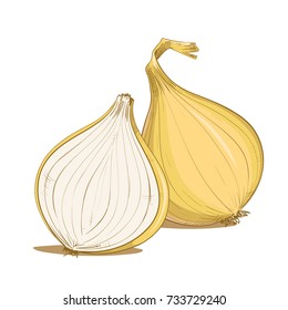 Hand drawn onion on white background. Vector illustration.