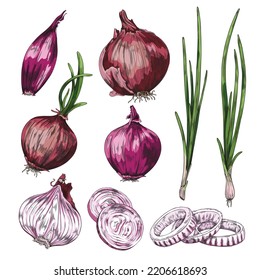 Hand drawn onion set, colored sketch vector illustration isolated on white background. Sweet red onion, scallions and sliced onion rings with engraving texture. Collection of retro drawing vegetables.