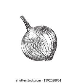 Hand drawn onion sketch symbol. Vector allium element in trendy style.