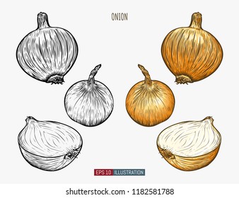 Sketch Onion Images, Stock Photos & Vectors | Shutterstock