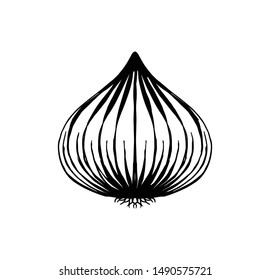 hand drawn onion vector illustration, vegetable