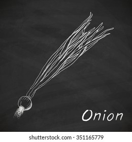 Hand drawn onion, vector illustration on black chalkboard.
