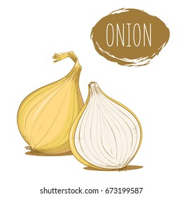 Hand drawn onion. Vector illustration.