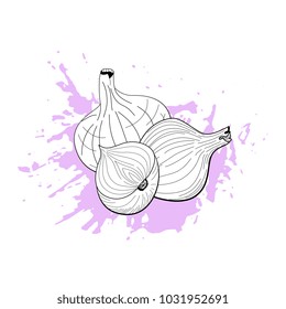 Hand drawn onion vector  sketch on grunge background. Vegeterian vegetable background. 