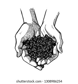 Hand drawn open palms with coffee beans. Black and white vintage hands. Retro isolated sketches. Vintage figure. Linear graphic design. Vector illustration.