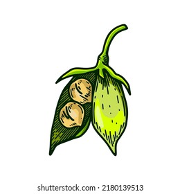 Hand drawn opened chickpeas pod with beans. Colorful botany vector illustration in sketch style