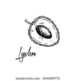 Hand drawn opened lychee fruit isolated on white background. Vector illustration in detail sketch style