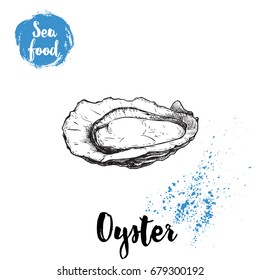 Hand drawn opened oyster. Seafood sketch style illustration. Fresh marine mollusk in shell. 