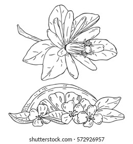 Hand drawn orange blossom flowers isolated on white background. Ink Fleur d`Orange branches and slice of orange set
