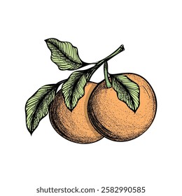 Hand drawn Orange with Branch, line art illustration