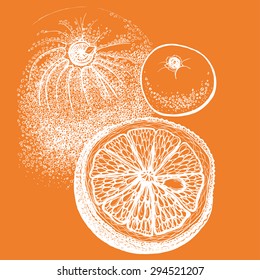 Hand drawn orange citrus in vector. Drawing of pen, ink and paper. Fruit and food themes