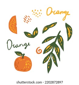 Hand drawn orange fruit element collection. Set of tropic citrus drawings with orange, piece, slice, leave, twig, branch, dots, word. Isolated food vector illustration for product design