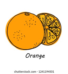 Hand drawn Orange fruit isolated on white background. vector illustration.