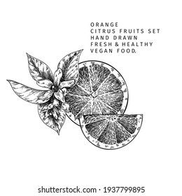 Hand drawn orange fruit and leaf. Engraved vector illustration. Sweet citrus exotic plant. Summer harvest, jam or marmalade vegan ingredient. Menu, package, cosmetic, food design