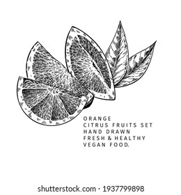 Hand drawn orange fruit and leaf. Engraved vector illustration. Sweet citrus exotic plant. Summer harvest, jam or marmalade vegan ingredient. Menu, package, cosmetic, food design