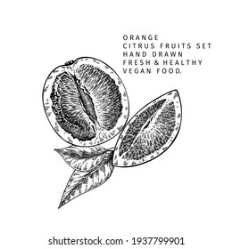 Hand drawn orange fruit and leaf. Engraved vector illustration. Sweet citrus exotic plant. Summer harvest, jam or marmalade vegan ingredient. Menu, package, cosmetic, food design