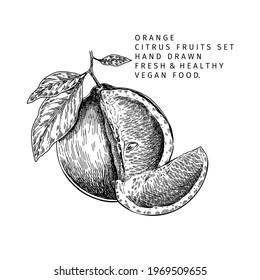 Hand drawn orange fruit and leaf. Engraved vector illustration. Sweet citrus exotic plant. Summer harvest, jam or marmalade vegan ingredient. Menu, package, cosmetic, food design