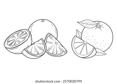 Hand drawn orange fruit set,Line art style illustration