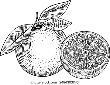 Hand drawn Orange Fruit Sketch Illustration