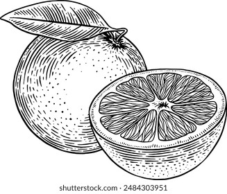 Dibujado a mano ilustración de boceto de fruta naranja