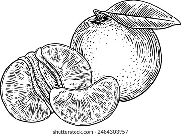 Dibujado a mano ilustración de boceto de fruta naranja