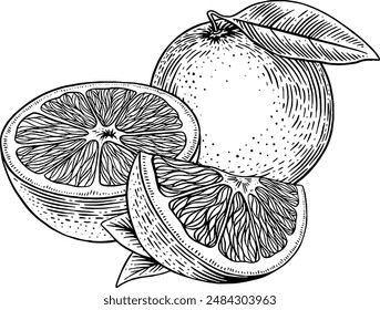 Hand drawn Orange Fruit Sketch Illustration