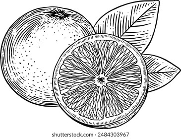 Dibujado a mano ilustración de boceto de fruta naranja