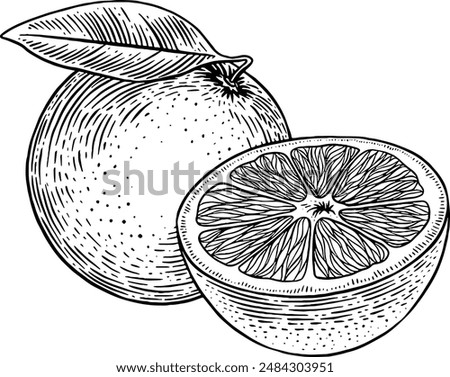 Hand drawn Orange Fruit Sketch Illustration